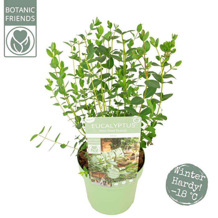 <h4>Eucalyptus parvula</h4>