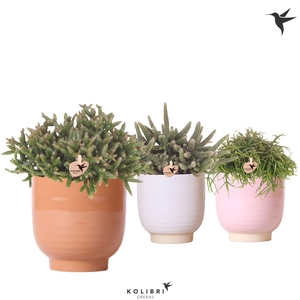 Kolibri Greens Rhipsalis mix in Glazed pot mix