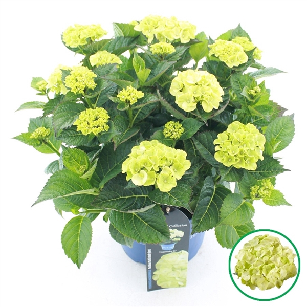 <h4>Hydrangea macr. Royalty® 'Caipirinha'® C5 (23cm.) Kn.</h4>