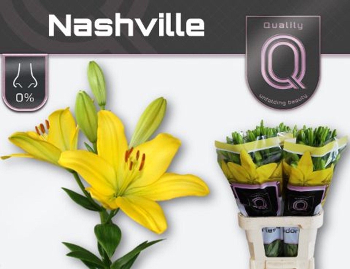 <h4>LILIUM LONG. X ASI. 'NASHVILLE'</h4>