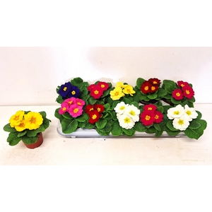 PRIM ACAULIS GEMENGD