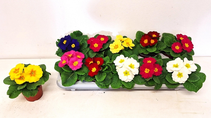 <h4>PRIM ACAULIS GEMENGD</h4>