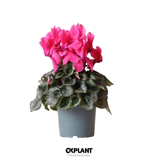 <h4>Cyclamen Rembrandt pink</h4>