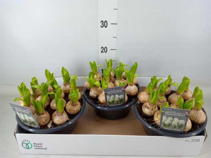 <h4>Hyacinthus orie. 'Pearl White'</h4>