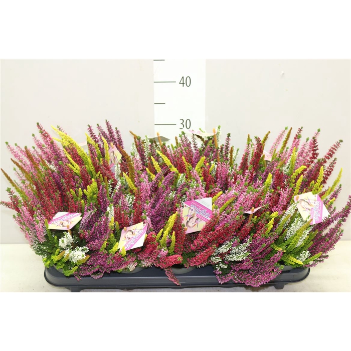 <h4>Calluna Beauty Lady High Five</h4>