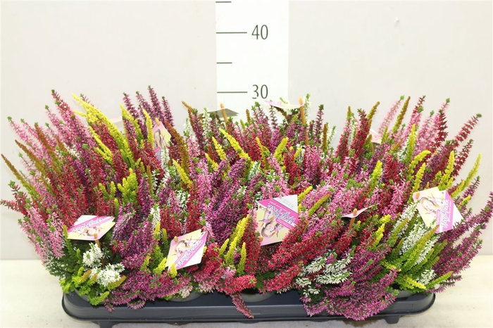 Calluna Beauty Lady High Five