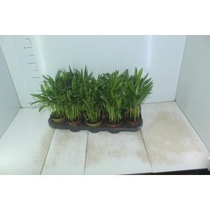 ARECA BAMBU P11