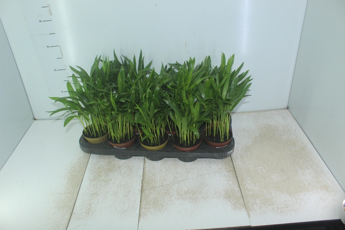 <h4>ARECA BAMBU P11</h4>