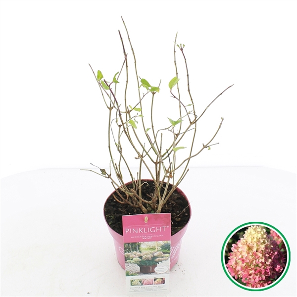 <h4>Hydrangea pan. 'Pinklight'® C2 (17cm.)</h4>