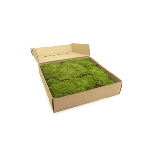 Rock moss Gepreserveerd ca. 0,40 m2