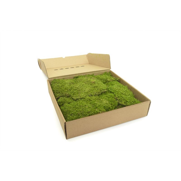 <h4>Rock moss Gepreserveerd ca. 0,40 m2</h4>