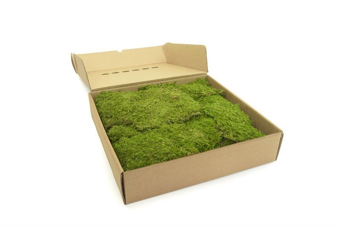 <h4>Rock Moss Gepreserveerd Ca. 0,40 M2</h4>