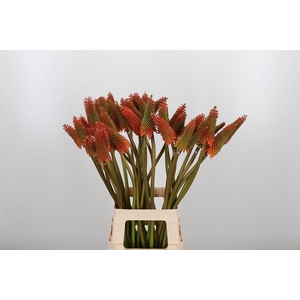 Kniphofia Alcazar