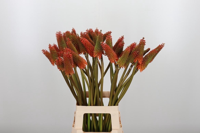 <h4>Kniphofia Alcazar</h4>