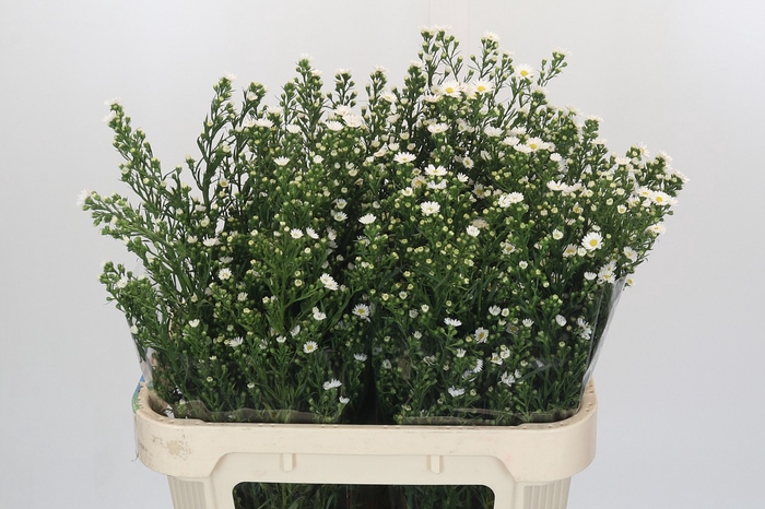 <h4>Aster Paquita</h4>