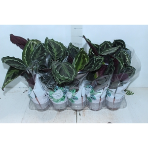 CALATHEA MEDALLION P12