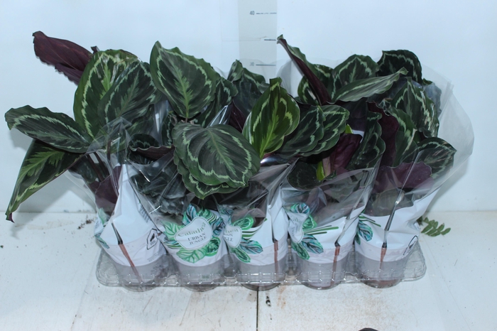 <h4>CALATHEA MEDALLION P12</h4>