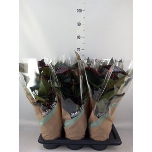 Anthurium andr. 'Beauty Black'