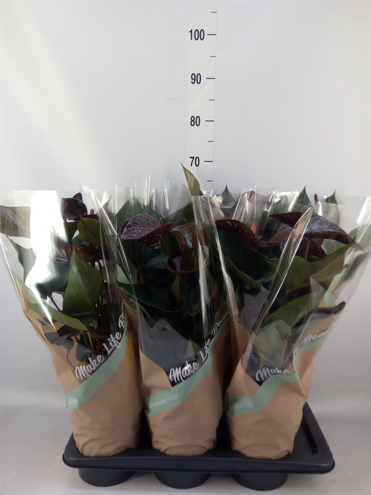 <h4>Anthurium andr. 'Beauty Black'</h4>