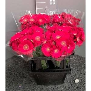 Ge Mi Love Fest Fuchsia