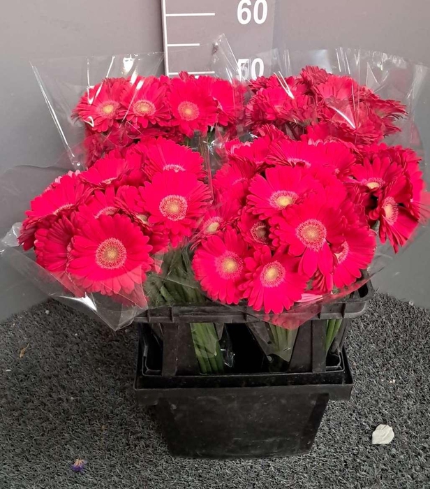 <h4>Ge Mi Love Fest Fuchsia</h4>