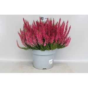 Calluna vulg. 'Beauty L Sanne'
