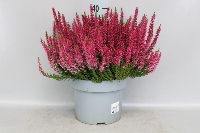 <h4>Calluna vulg. 'Beauty L Sanne'</h4>
