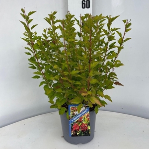 Physocarpus opulifolius