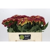Dahlia Creme de Cognac