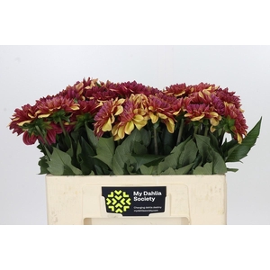 Dahlia Creme de Cognac