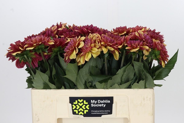 <h4>Dahlia Creme de Cognac</h4>