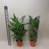 Spath Sweet Lauretta