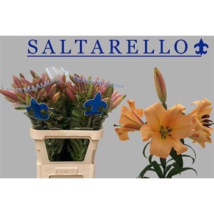 Li Ot Saltarello