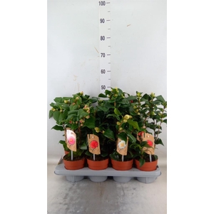 Camellia   ...mix 3