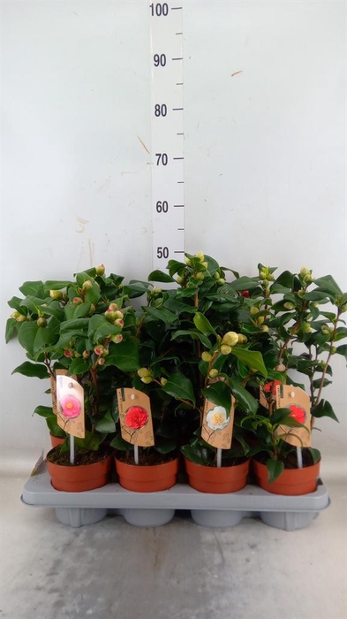 <h4>Camellia   ...mix 3</h4>