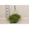 Indoor 23cm Callisia