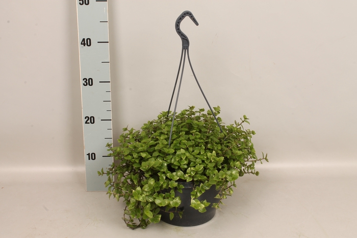 Indoor 23cm Callisia