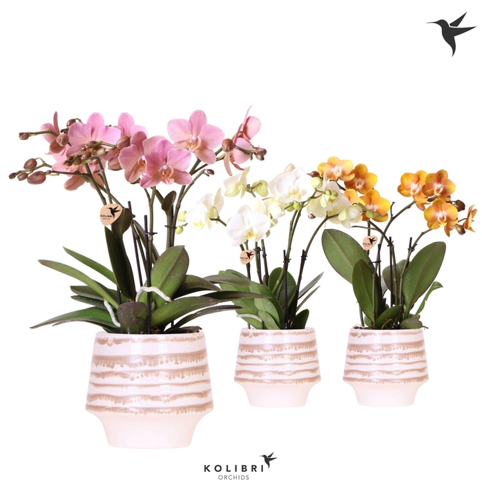 <h4>Kolibri Orchids Phalaenopsis Jewel mix 4 spike in Moonstone pot white</h4>