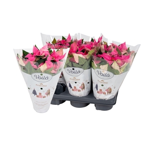 !! PROMO !! EUPHOR PRINCETTIA HOT PINK P12