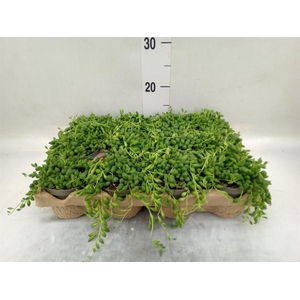 Senecio herreianus