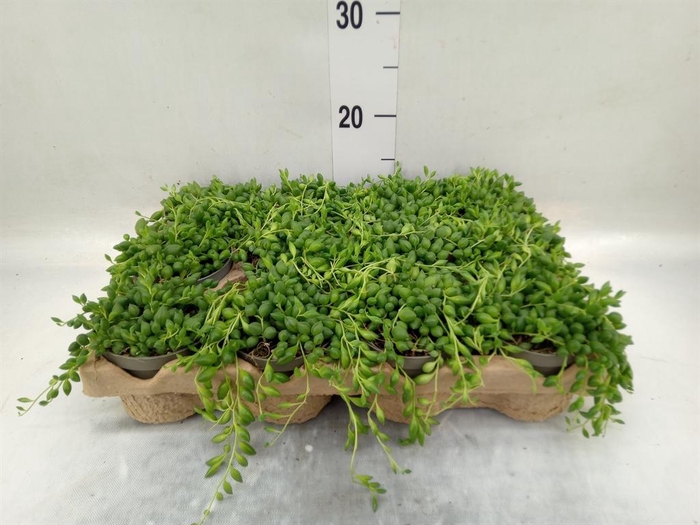 <h4>Senecio herreianus</h4>