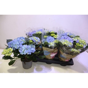 arr8 Hydr M Early Blue