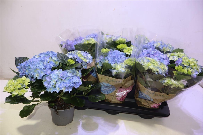 <h4>arr8 Hydr M Early Blue</h4>