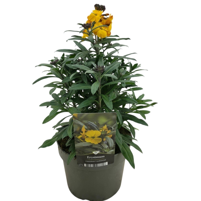 Erysimum Fragrant Sunshine