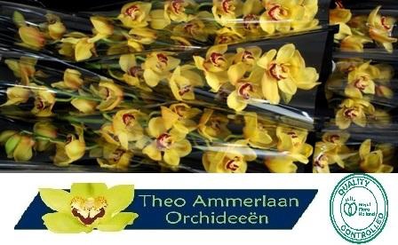 <h4>Rijsenhout 60 x10</h4>