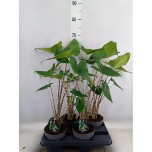 Alocasia zebrina