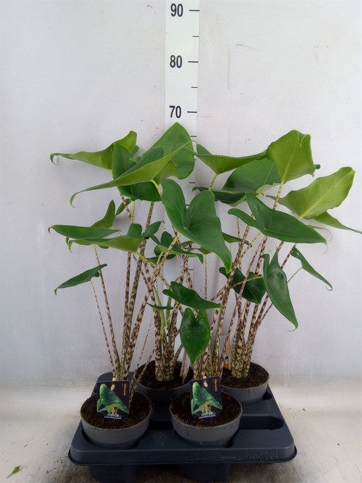<h4>Alocasia zebrina</h4>