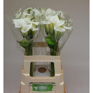Zantedeschia crystal blush
