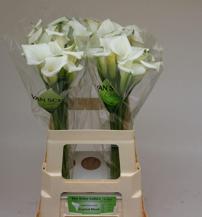 <h4>Zantedeschia crystal blush</h4>