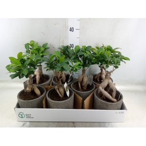 Ficus microcarpa 'Ginseng'